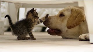 😺 Я тут главный! 🐶 Смешное видео с собаками, кошками и котятами! 🐱