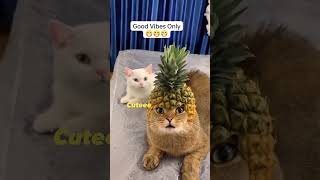 28 July 2024 - Forwarded Video - Decorating Meow Meow 😺 with fruits.