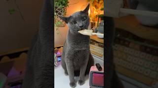 Ледяной Чур Кот Мукбанг #Cat