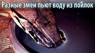 Разные змеи пьют воду. Snakes drink water