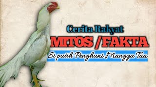 CERITA RAKYAT AYAM PUTIH PENGHUNI MANGGA TUA