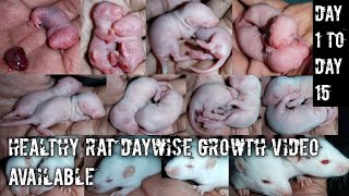 white rat baby growth