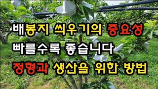 [배재배] 배봉지 씌우기 | 배봉지 이렇게 쌉니다 | 배봉지 씌우는 이유와 방법 | Asian Pear Orchard