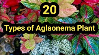 20 Varieties Of Aglaonema Plant With Names/Types of Chinese Evergreen Plant