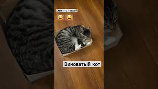 виноватый кот