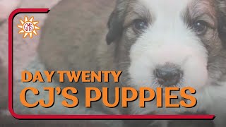 Great Bernese Puppies Day Twenty - CJ's Nintendo Puppy Litter 11-25-23