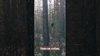 Медвежонок упал на собак.