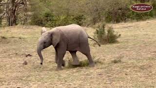 Baby Elephant Gets Chased by a Guinea Fowl - Ol Kinyei Conservancy