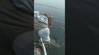 Щука на спиннинг. #shorts #сибирь #рыбалка #спиннинг #щука #pike #fishing #fish #fishvideo #siberia