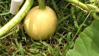 Pittman's Pumpkin Patch Garden Patch Part 1 2019