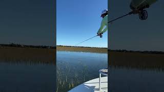 Flood tide redfish on fly #floodtide #flyfishing #redfish #saltwaterfishing