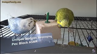 Unique ASMR Budgies as they Peck Away at PEK Blocks