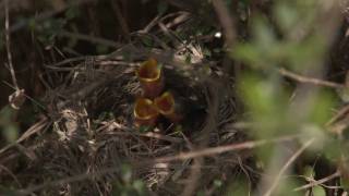 Φωλιά με πουλάκια! Chicks in nest!