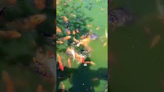 😂 WHAT DO YOU SEE? So much going on in this Video! #koi #koifish #cracker #turtle #swimming #animals