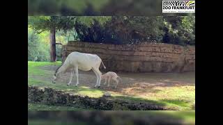 Erste Gehversuche des Addax-Jungtieres!