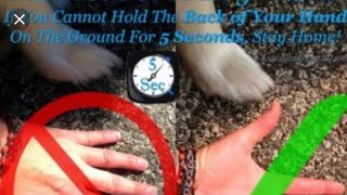 Summer heat safety||Service Dog 101