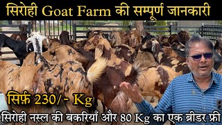 सिरोही Goat Farm की सम्पूर्ण जानकारी | Sirohi Goat Farming | Sirohi Goat Farm