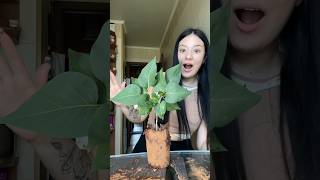 edible plant 🌱 #crazyfood #plant##mukbang