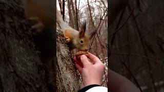 Любимая Бусинка пришла позавтракать🥰😍 🐾😋🌰🐿❤❄⛄#белка #белочка #лесныежители #squirrel