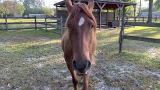 Results of Horse-Human Friendship, not Training