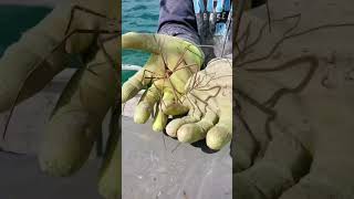 Have you ever seen a crab like this? #shorts #fishing #trending #animals #ocean