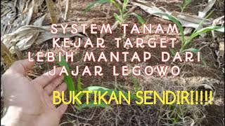 JAJAR LEGOWO ✖ SISTEM TANAM YANG EFEKTIF DAN EFISIEN🌽🌽#petanijagungindonesia #jagunghibrida #nk