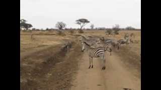 Zebras and Wildebeest Crossing Tarangire