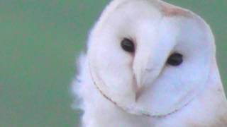 Barn Owl Watch Very Close Up