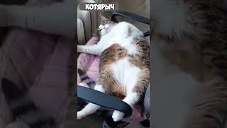 ПРИКОЛЫ С КОТАМИ и КОШКАМИ😹 СМЕШНЫЕ ЖИВОТНЫЕ😂😻👍 #28