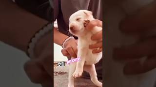 cute puppy #funnydance 👀😁 / टीकू बदमाश #viralsong baby doll