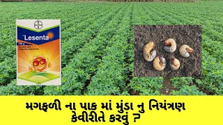 મગફળી ના પાક માં ‌મુંડા નુ‌‌ નિયંત્રણ ? || white grub control treatment ..