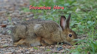 Snowshoe Hare