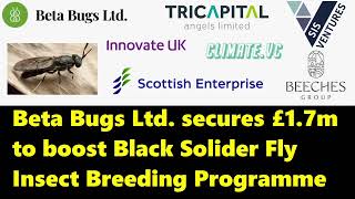 Beta Bugs secures £1.7m to boost Black Soldier Fly insect breeding program