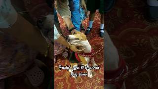 Beagles pup has got fans |Fredy|@ Chennai Dog show 2024