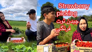 Strawberry picking / چیدن توت فرنگی