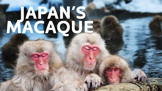 Japan's Unbelievable Snow Monkeys | Art Wolfe’s Travels to the Edge