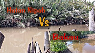 mancing ikan sembilang spot nipah vs bakau