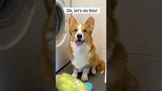 Washing my toys! #corgi #dog