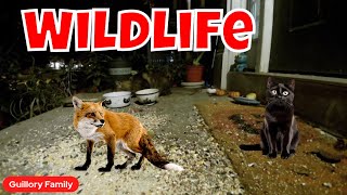 Live Wildlife And Feral Cat Cam!  😻🐦🍁