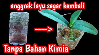 cara mengatasi anggrek layu daun | kisut daun menguning #anggrek #anggreklayu #anggrekhutan