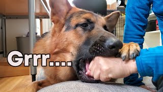 German Shepherd Bites - Don't Try This