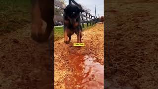 Dog Digging Trenches