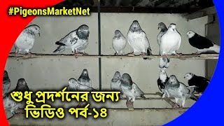 just for show video | শুধু প্রদর্শনের জন্য ভিডিও | pigeon video | kobutor palon bangladesh | PART-14