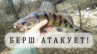 Рыбалка весной: сумасшедший берш атакует!