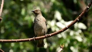 spot winged starling 3