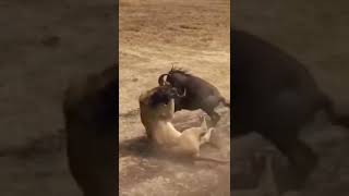 Lion Suddenly Steps On Wildebeest's Head From Behind #wildebeest #lion #shorts #wildanimals #animals