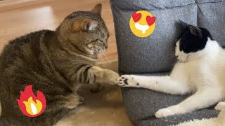 😂 Funniest Cats and Dogs Videos 😺🐶 || 🥰😹 Hilarious Animal Compilation №490