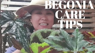 BEGONIA CARE TIPS|| PHILIPPINE SETTING