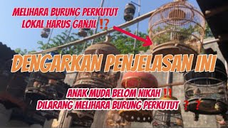 MITOS ATAU FAKTA ‼️ ANAK MUDAH DILARANG MELIHARA PERKUTUT ⁉️ SIMAK VIDEO INI