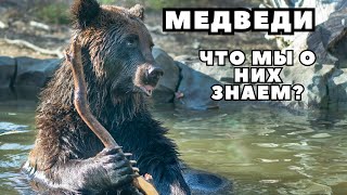 МЕДВЕДИ ИНТЕРЕСНЫЕ ФАКТЫ